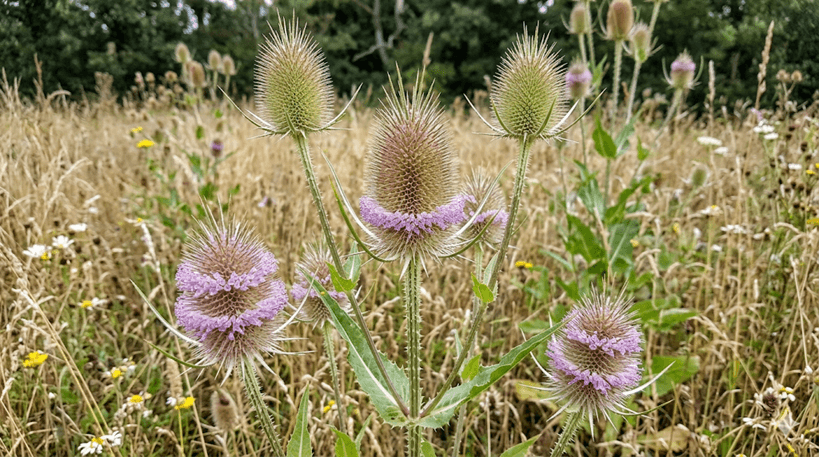 Common Teasel